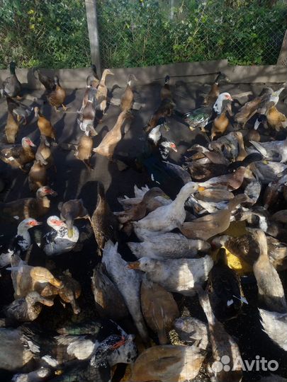 Утки индийский бегунок