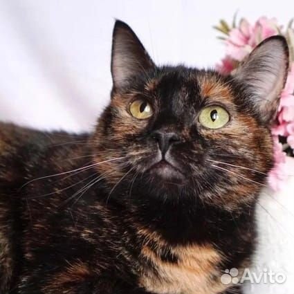 Лика. Не только черному коту не везёт