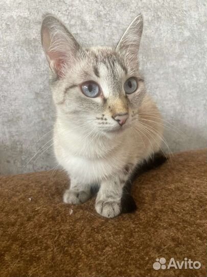 Кошка для вязки