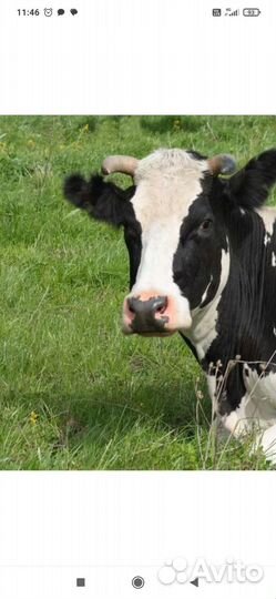 Корова высокоудойная