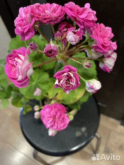 Розебудная пеларгония