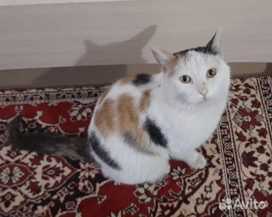 Кошка