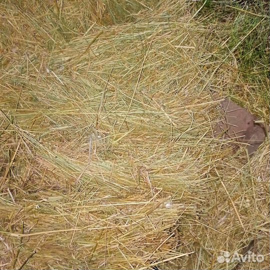 Сено в тюках