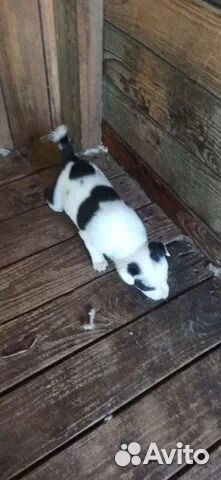 Собаки (щенки) бесплатно