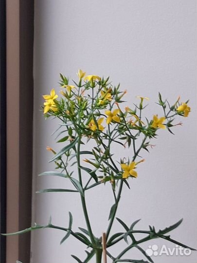 Шикарные Оленьи рожки