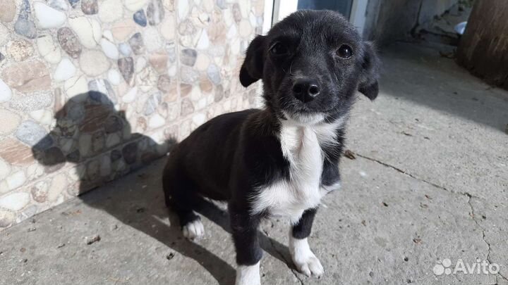 Собака щенок девочка 3 мес в добрые руки