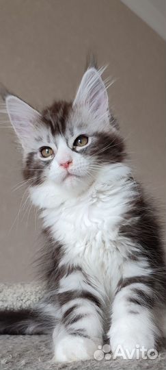 Котята мейн-кун Питомник