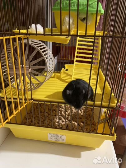 Джунгарские хомяки с клеткой