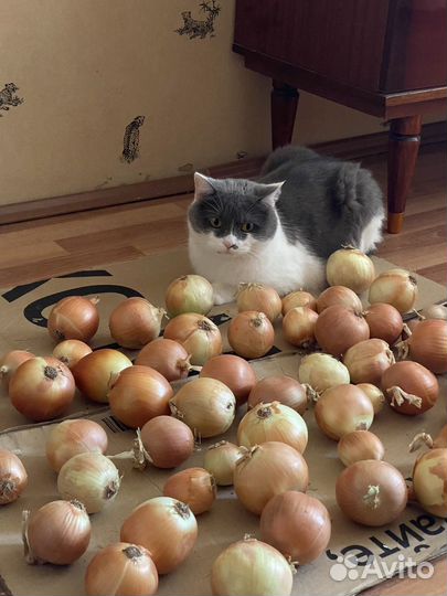 Кот в добрые руки