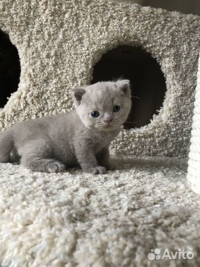 Британские котята от супер кота