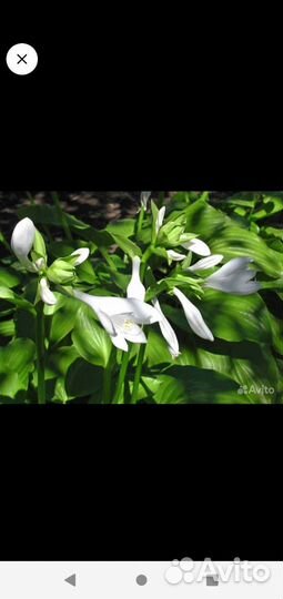 Хоста подорожниковая
