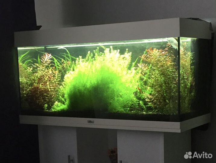 Аквариумные растения набор