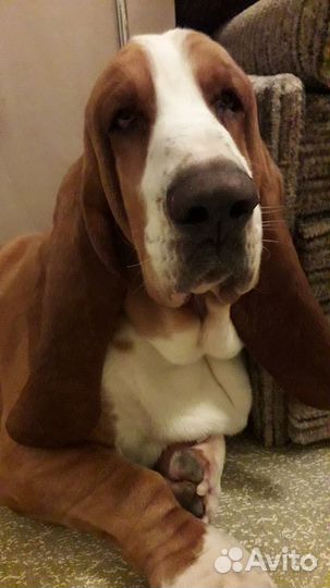Бассет Хаунд вязка