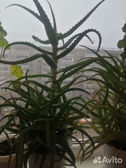 Алоэ столетник лечебный