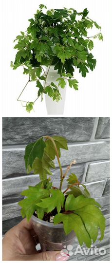 Комнатные растения