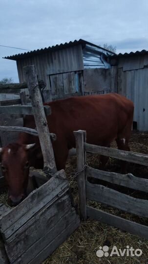 Корова высокоудойная