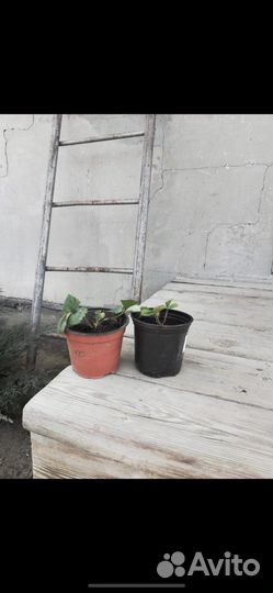 Саженсы клубники