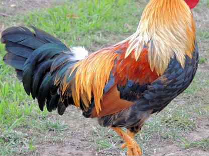 Петухи - лучшие породы, Сергиев Посад