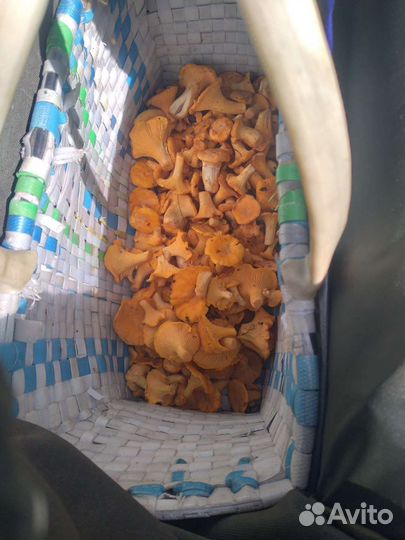 Грибы лисички