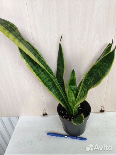 Укорененные растения 7