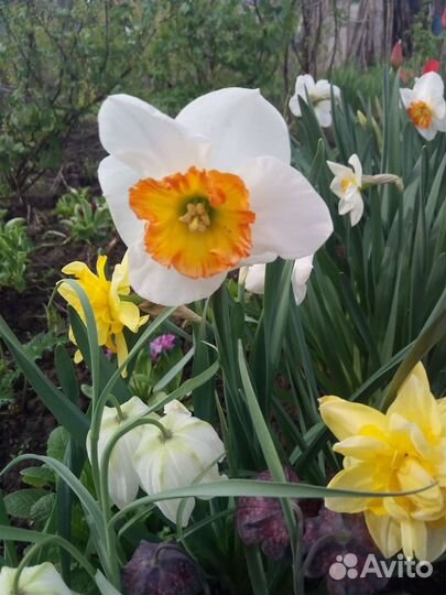 Каменная роза,луковицы нарцисса