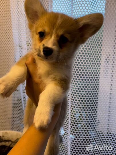 Вельш-корги пемброк