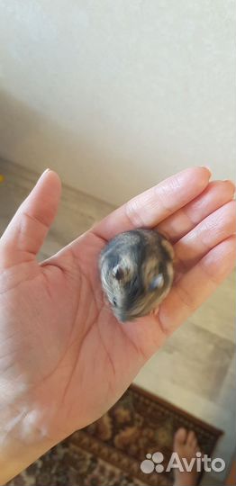 Джунгарский хомяк