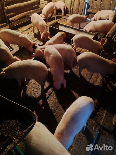 Поросенок ландрас