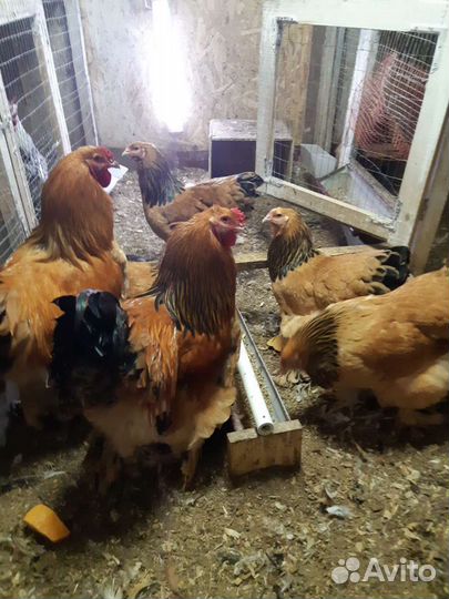 Инкубационное яйцо Брамы, Кохинхинов,мини леггорн