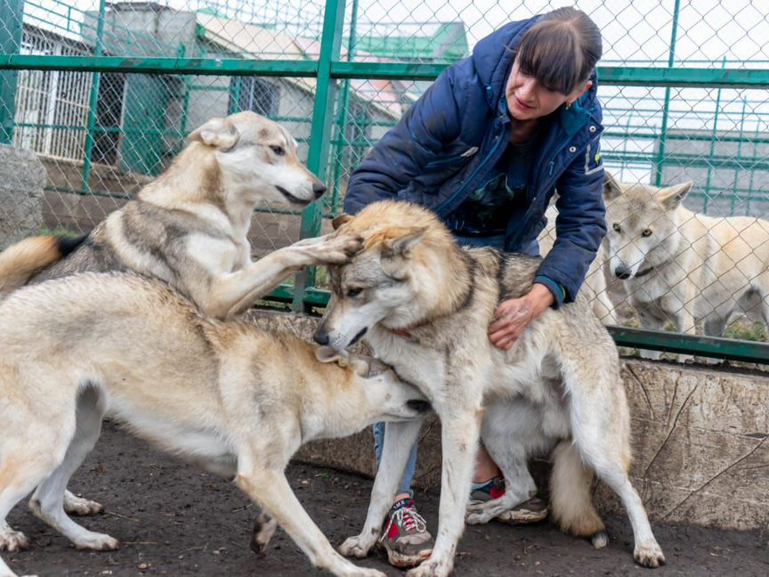 Волкособы