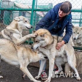 волкособы описание породы фото | Дзен