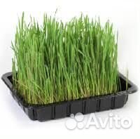 Зелень пророщенная для животных