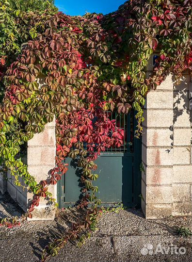 Саженцы девичий виноград