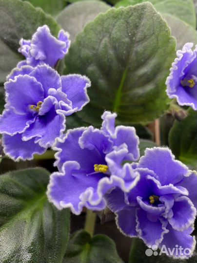 Фиалка детки