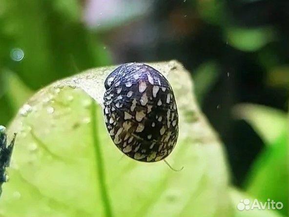 Улитки аквариумные теодоксусы