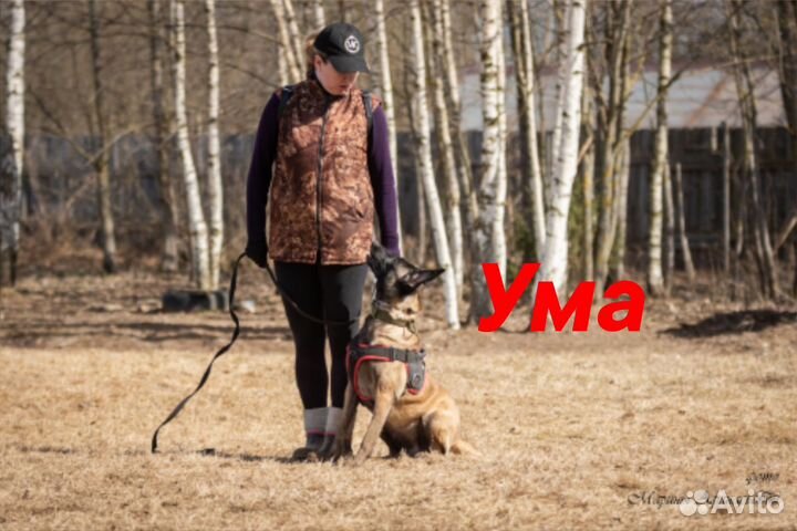 Щенки бельгийской овчарки малинуа