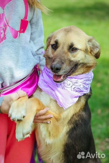 Собаку предали и вернули в приют как ненужную вещь