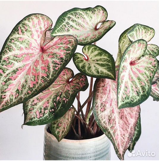 Каладиум Candyland