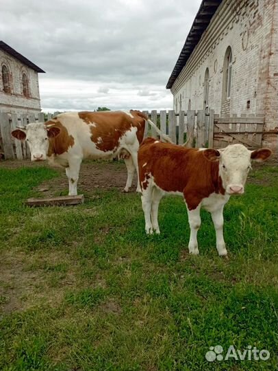 Корова с теленком