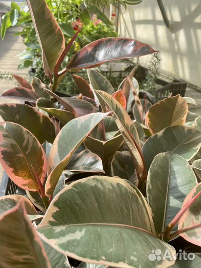 Фикусы большой выбор