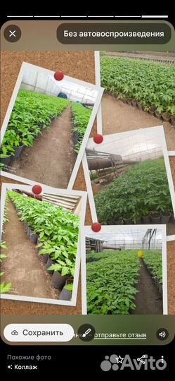 Принимаю заказы на выращивание рассады