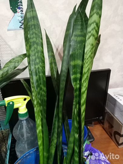 Комнатные цветы