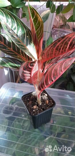 Аглаонема Суматра