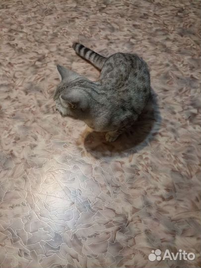 Британская кошка вязка