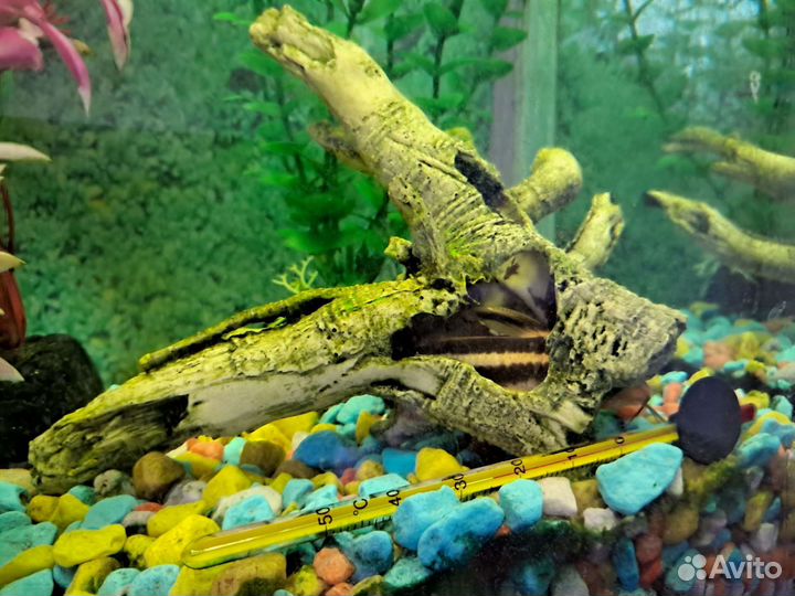 Аквариум с рыбками