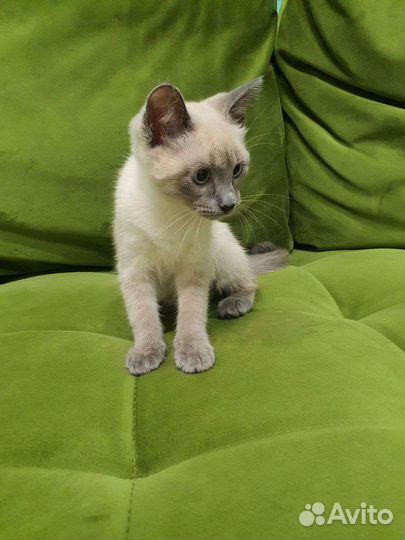 Котенок, девочка, 3 месяца, бесплатно