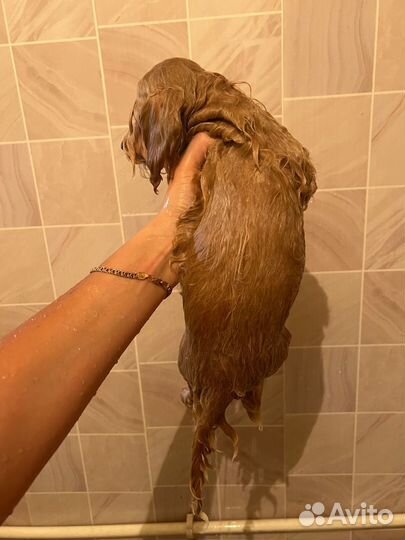 Мальтипу ф1 мальчик эксклюзив капучино карамель