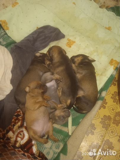Собаки щенки