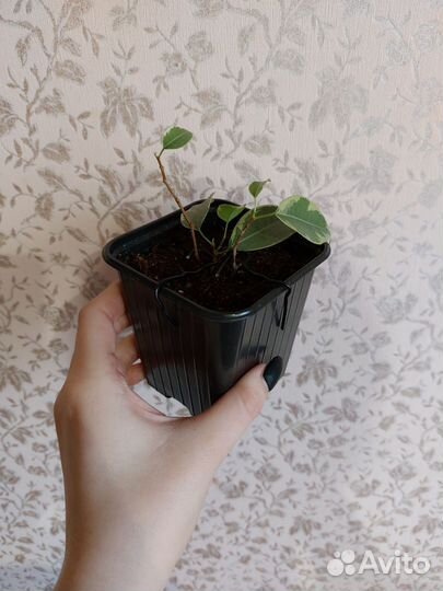 Фикус Бенджамина