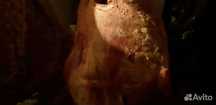 Продам мясо собакам